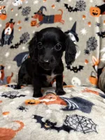 Gumdrop, a female Dachshund and Miniature Dachshund for sale in Cleveland, OH – Photo 1 of 3