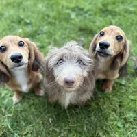 Piper, a female Miniature Dachshund for sale in Cleveland, OH – Photo 1 of 6