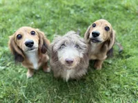 Piper, a female Miniature Dachshund for sale in Cleveland, OH – Photo 1 of 6