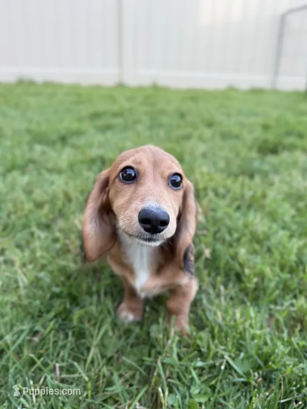 Piper – Miniature Dachshund puppy for sale in Cleveland, OH