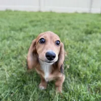 Piper, a female Miniature Dachshund for sale in Cleveland, OH – Photo 3 of 6