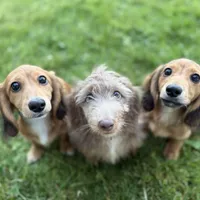 Piper, a female Miniature Dachshund for sale in Cleveland, OH – Photo 5 of 6