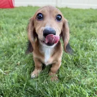 Piper, a female Miniature Dachshund for sale in Cleveland, OH – Photo 6 of 6