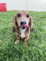 Piper, a female Miniature Dachshund for sale in Cleveland, OH – Photo 6 of 6