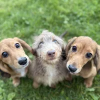 Piper, a female Miniature Dachshund for sale in Cleveland, OH – Photo 2 of 6