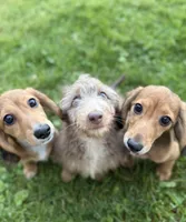 Piper, a female Miniature Dachshund for sale in Cleveland, OH – Photo 2 of 6