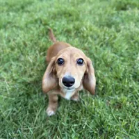 Piper, a female Miniature Dachshund for sale in Cleveland, OH – Photo 4 of 6