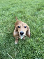 Piper, a female Miniature Dachshund for sale in Cleveland, OH – Photo 4 of 6