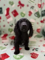 Butternut, a male Miniature Dachshund for sale in Cleveland, OH – Photo 3 of 3