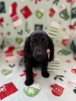 Butternut, a male Miniature Dachshund for sale in Cleveland, OH – Photo 2 of 3