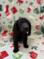 Butternut, a male Miniature Dachshund for sale in Cleveland, OH – Photo 1 of 3