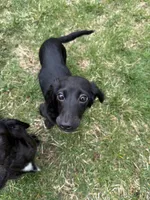 Pecan, a female Miniature Dachshund for sale in Cleveland, OH – 5 of 8