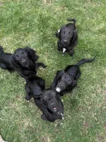 Butternut, a male Miniature Dachshund for sale in Cleveland, OH – 5 of 7