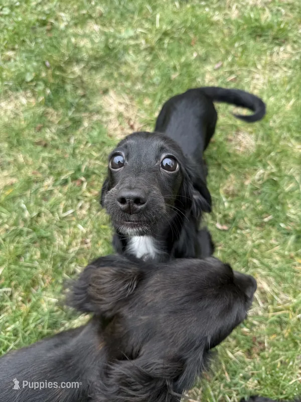 Pecan – Miniature Dachshund puppy for sale in Cleveland, OH