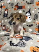 Snickerdoodle, a female Miniature Dachshund for sale in Cleveland, OH – Photo 3 of 3
