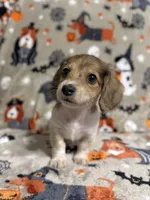 Snickerdoodle, a female Miniature Dachshund for sale in Cleveland, OH – Photo 1 of 3