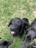 Butternut, a male Miniature Dachshund for sale in Cleveland, OH – 2 of 7