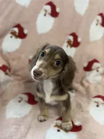 Kiwi, a female Miniature Dachshund for sale in Cleveland, OH – Photo 2 of 4