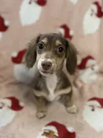 Kiwi, a female Miniature Dachshund for sale in Cleveland, OH – Photo 3 of 4