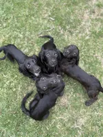 Butternut, a male Miniature Dachshund for sale in Cleveland, OH – 4 of 7