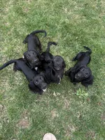 Pecan, a female Miniature Dachshund for sale in Cleveland, OH – 6 of 8