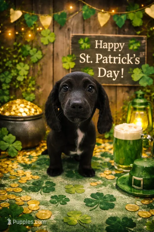 Gourdy – Miniature Dachshund puppy for sale in Cleveland, OH