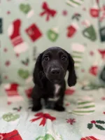 Gourdy, a male Miniature Dachshund for sale in Cleveland, OH – Photo 2 of 3