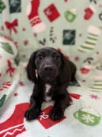 Gourdy, a male Miniature Dachshund for sale in Cleveland, OH – Photo 1 of 3