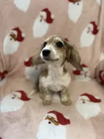 Peaches, a female Miniature Dachshund for sale in Cleveland, OH – Photo 2 of 3