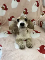 Peaches, a female Miniature Dachshund for sale in Cleveland, OH – Photo 3 of 3