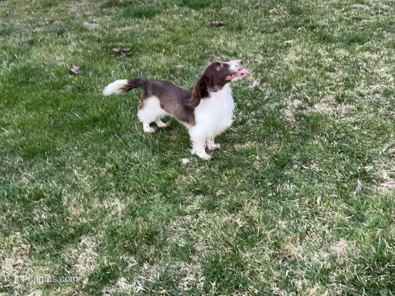Buckey, a male Miniature Dachshund for sale in Cleveland, OH – Photo 1 of 1