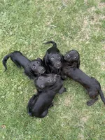 Gourdy, a male Miniature Dachshund for sale in Cleveland, OH – 4 of 7