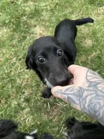 Pecan, a female Miniature Dachshund for sale in Cleveland, OH – 3 of 8