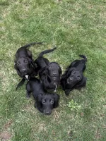 Squash, a male Miniature Dachshund for sale in Cleveland, OH – 4 of 5