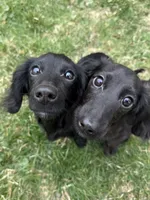 Gourdy, a male Miniature Dachshund for sale in Cleveland, OH – 2 of 7