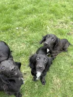 Pecan, a female Miniature Dachshund for sale in Cleveland, OH – 2 of 8