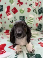 Smokey, a male Miniature Dachshund for sale in Cleveland, OH – Photo 2 of 3