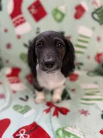 Smokey, a male Miniature Dachshund for sale in Cleveland, OH – Photo 1 of 3