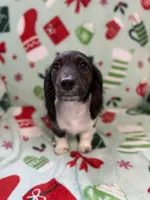 Smokey, a male Miniature Dachshund for sale in Cleveland, OH – Photo 3 of 3