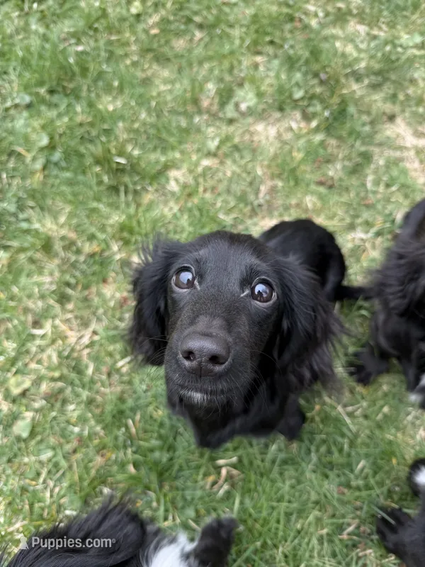 Butternut – Miniature Dachshund puppy for sale in Cleveland, OH