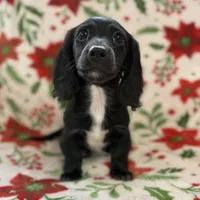 Pecan, a female Miniature Dachshund for sale in Cleveland, OH – Photo 2 of 2