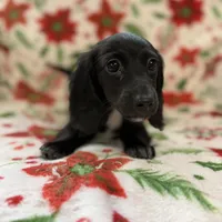 Pecan, a female Miniature Dachshund for sale in Cleveland, OH – Photo 1 of 2