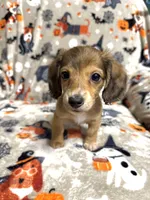 Chestnut, a male Dachshund and Miniature Dachshund for sale in Cleveland, OH – Photo 4 of 4