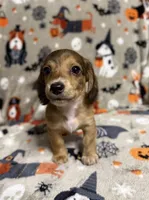 Chestnut, a male Dachshund and Miniature Dachshund for sale in Cleveland, OH – Photo 2 of 4
