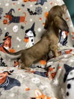 Chestnut, a male Dachshund and Miniature Dachshund for sale in Cleveland, OH – Photo 3 of 4