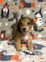 Chestnut, a male Dachshund and Miniature Dachshund for sale in Cleveland, OH – Photo 1 of 4