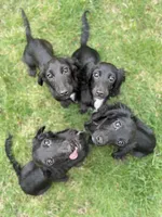 Pecan, a female Miniature Dachshund for sale in Cleveland, OH – 4 of 8