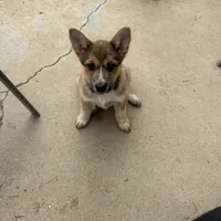 Purple Puppy, a female Australian Cattle Dog and Siberian Husky for sale in Loveland, CO – 1 of 1