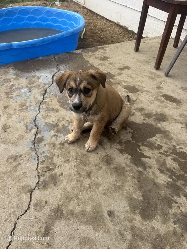 Green Puppy – Australian Cattle Dog, Siberian Husky puppy for sale in Loveland, CO