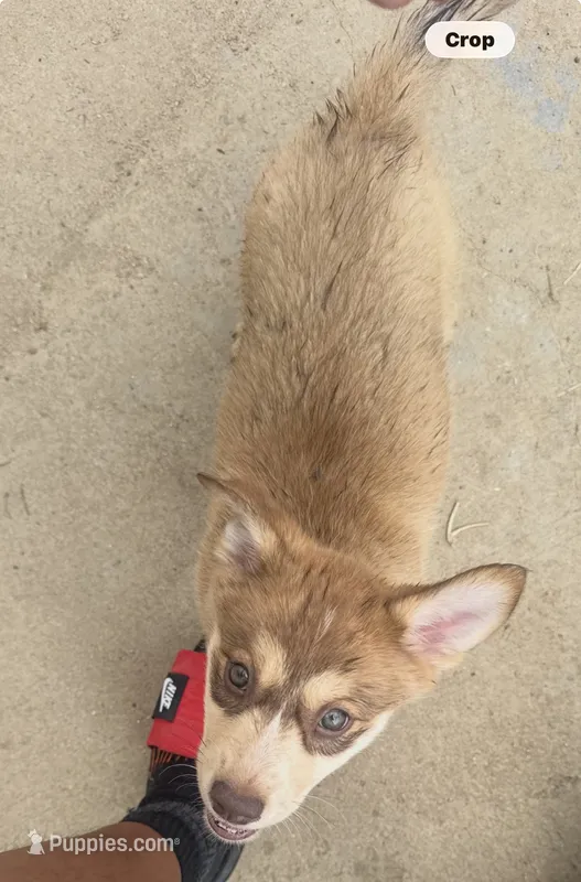 Pink Puppy  – Australian Cattle Dog, Siberian Husky puppy for sale in Loveland, CO